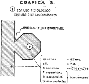 La c�lula