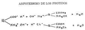 Anfoterismo de los protidos