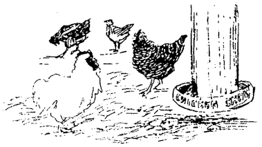 chickens.gif (9988 bytes)